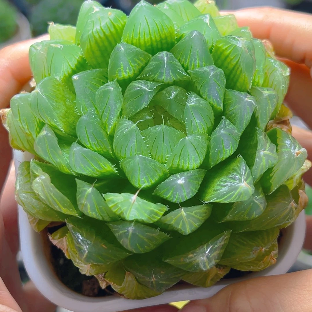 万象盆冰川玉露母本玉露