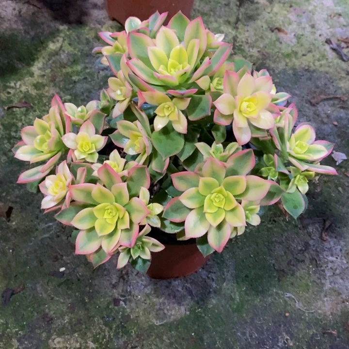 艳日辉多肉植物719