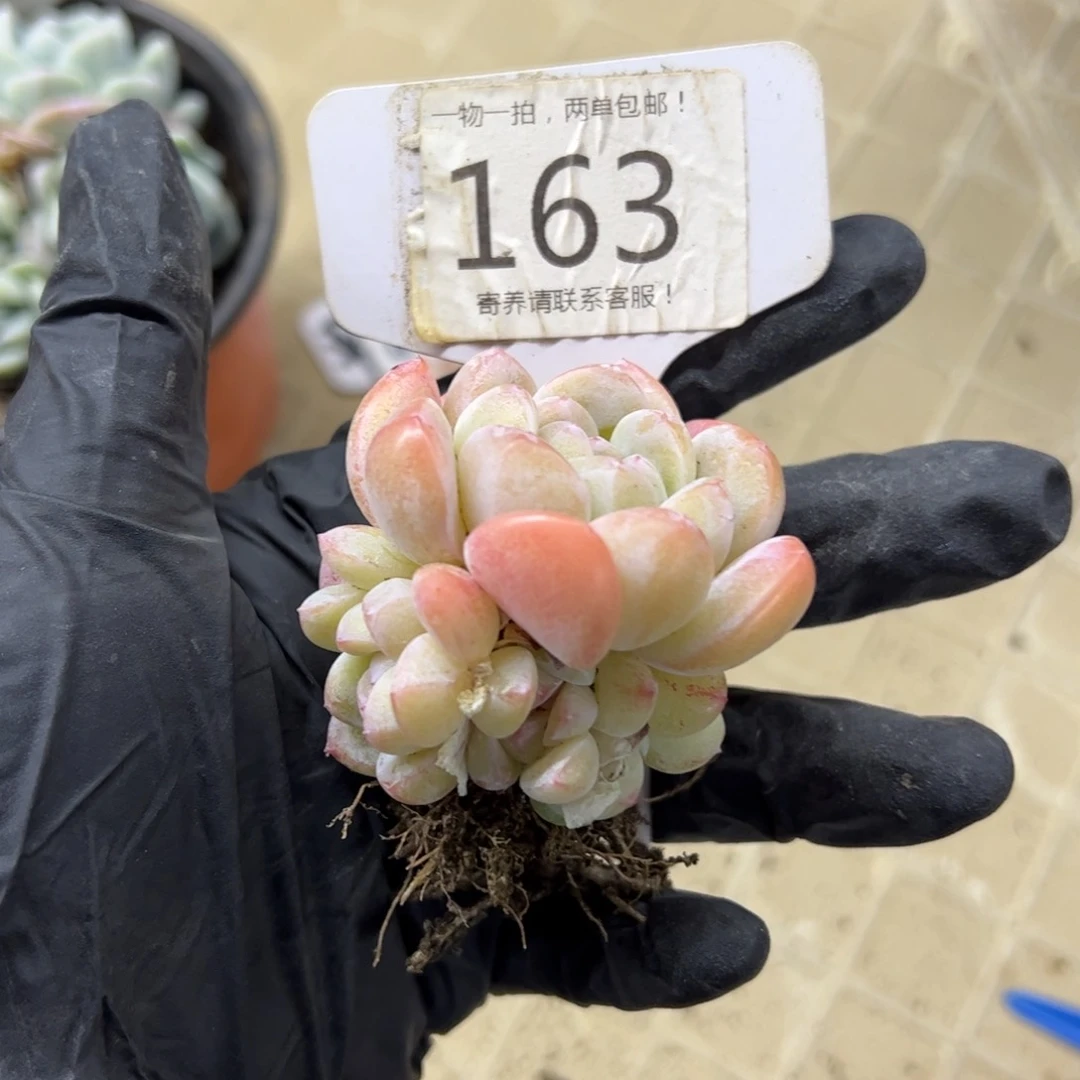 红陶碳*怪163号多肉植物