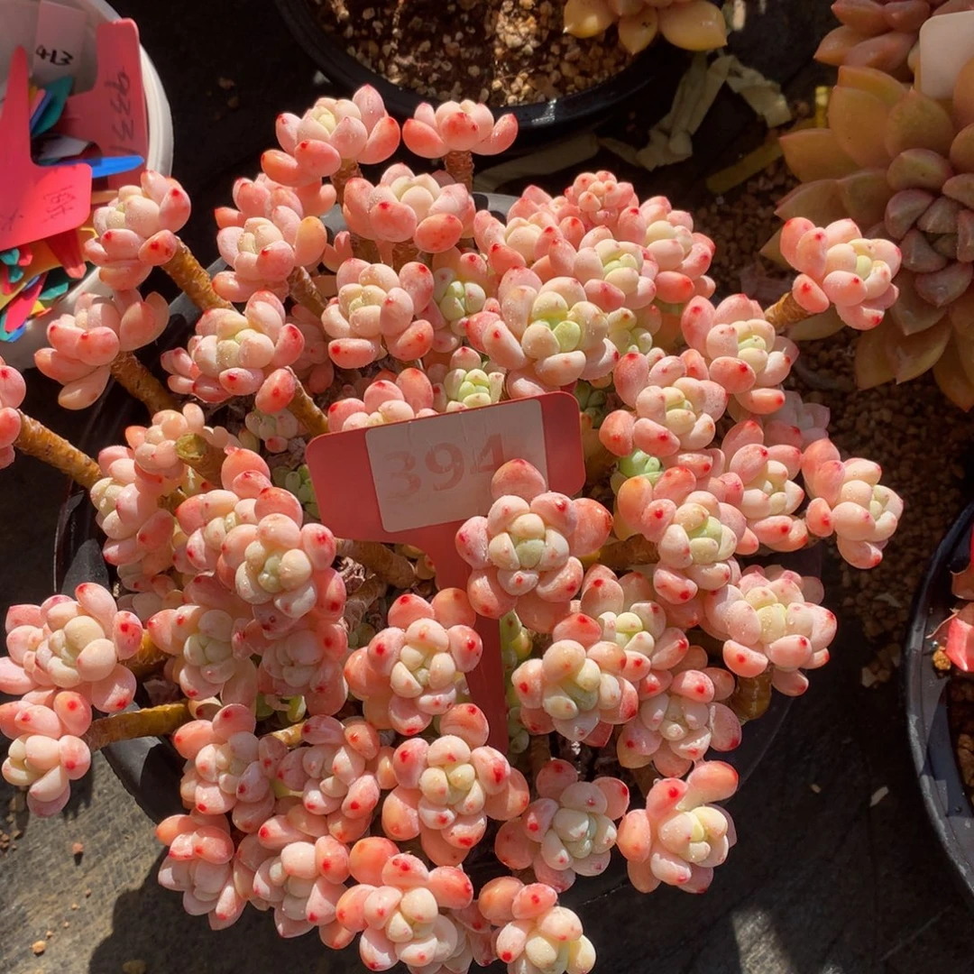 樱花劳尔7272727272727