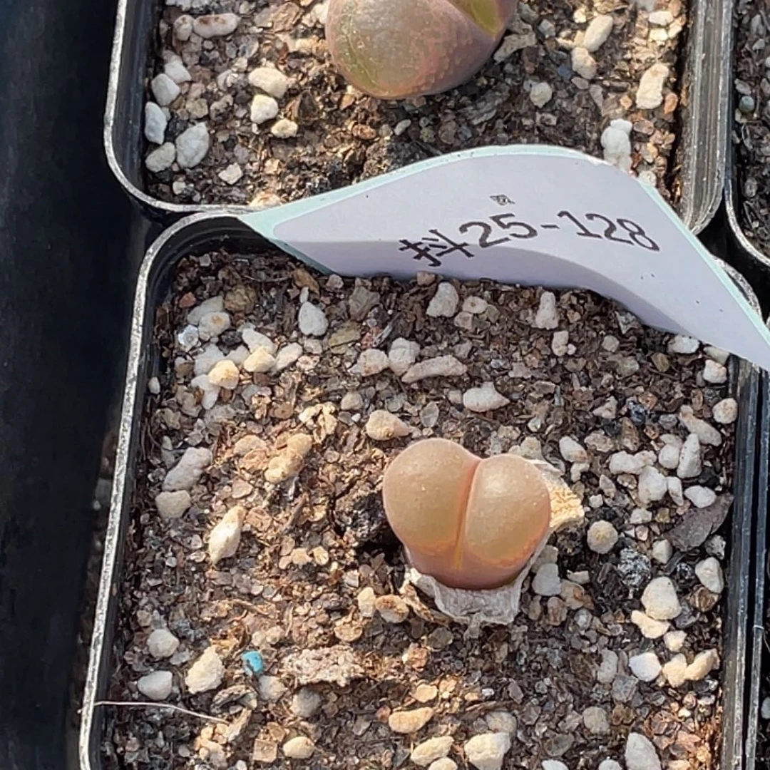 25-128风铃多肉植物