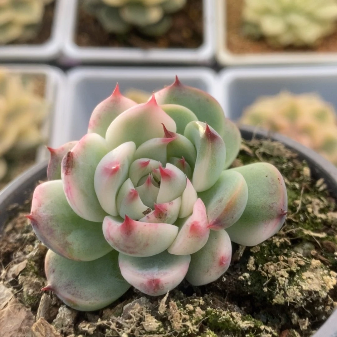 170吉娃娃覆福利锦锦锦