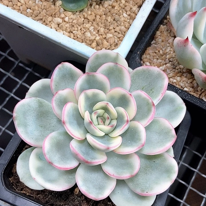 友谊锦多肉植物的