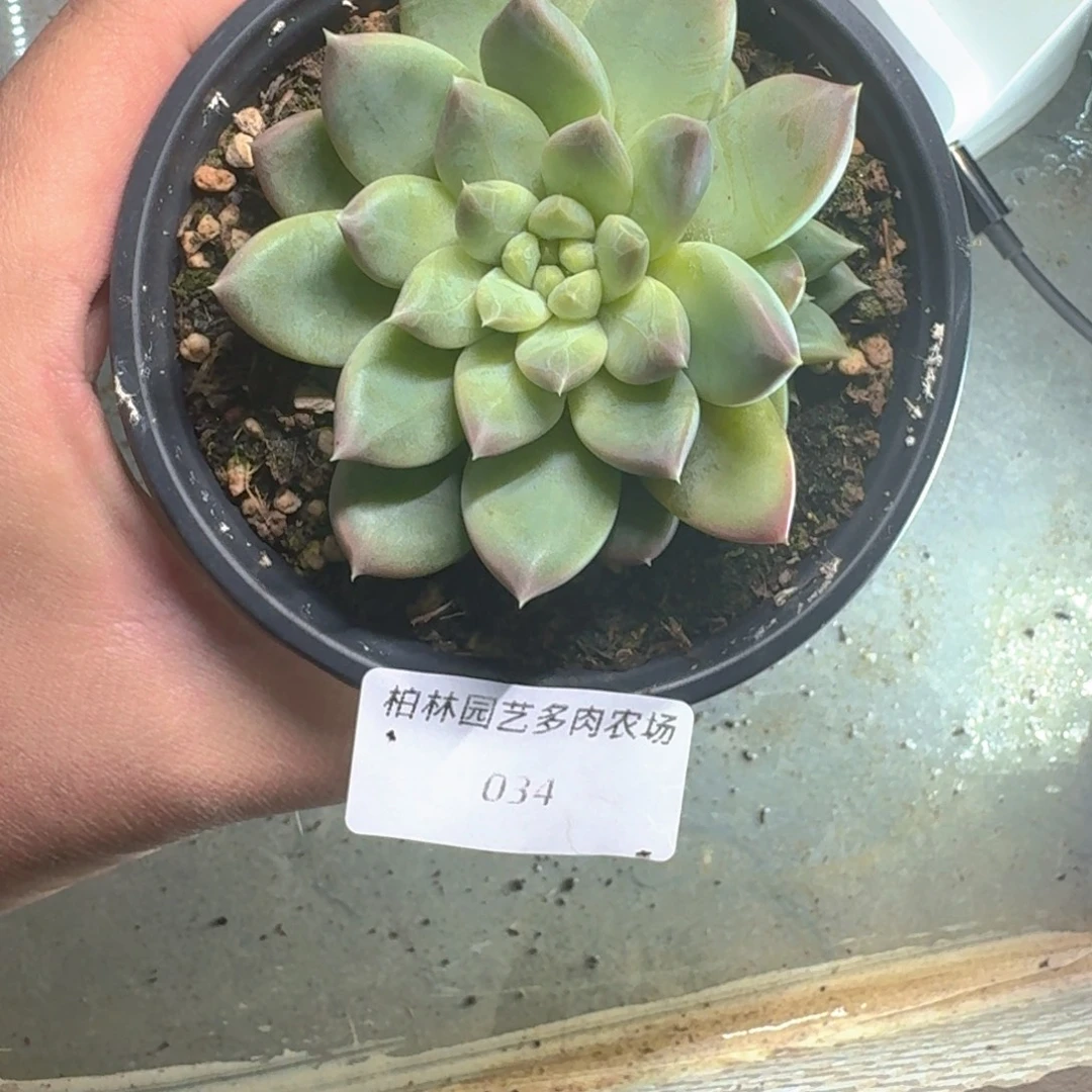 034 美人杂交 一物一拍