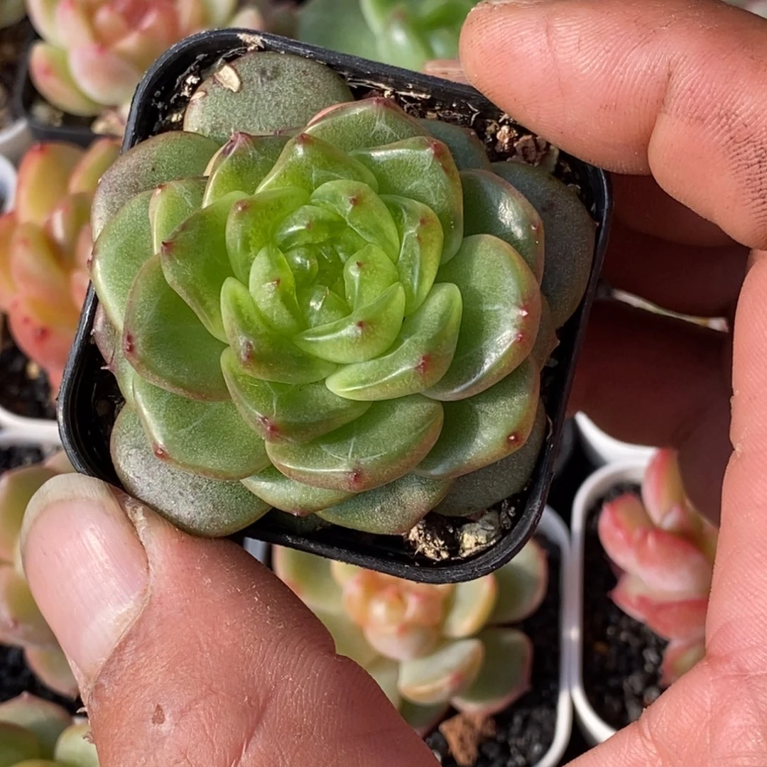 天官赐福百无禁忌