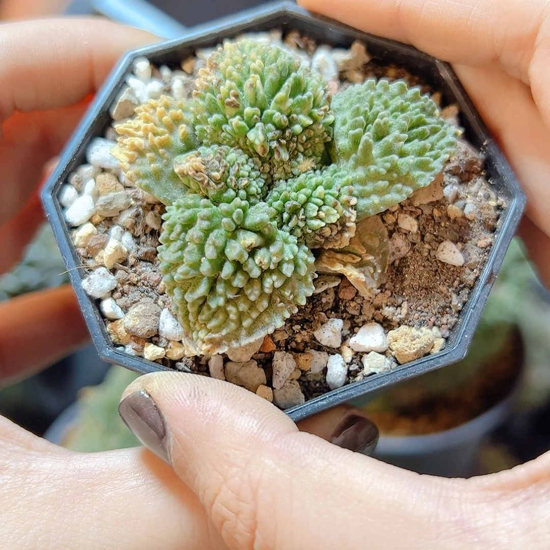 晚45号自根炸尤哥斯拉牡丹5公分