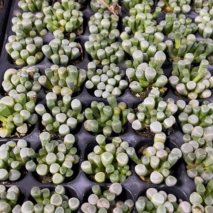 小五十铃玉1元带土发货