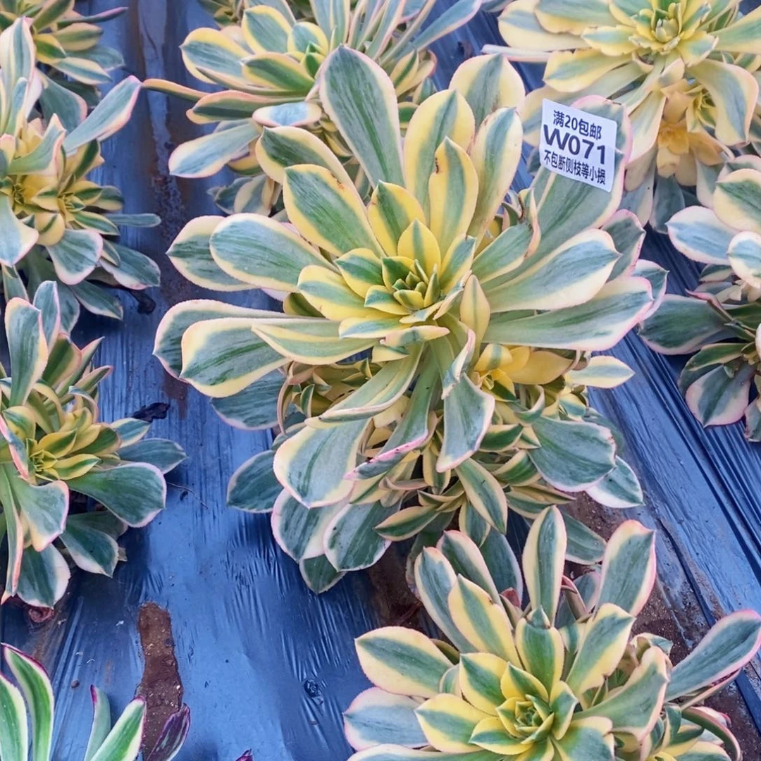 071灿烂多肉法师锦