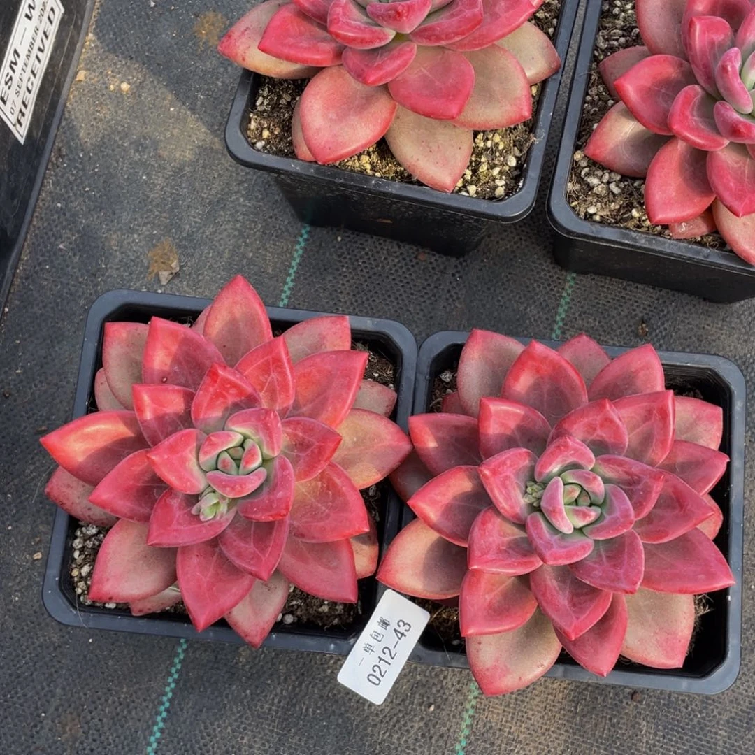 现***后0213-43-赫菲斯托两颗。。。。。