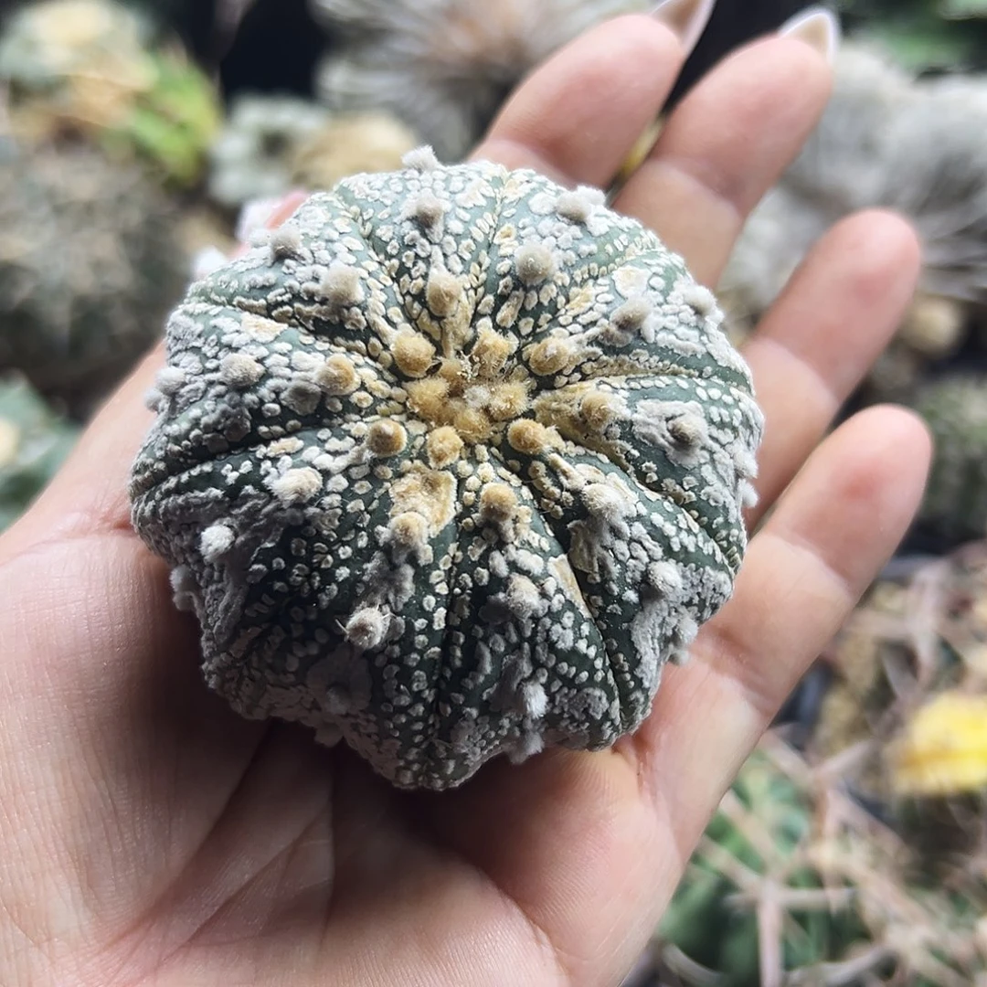 兜仙人球6666666666