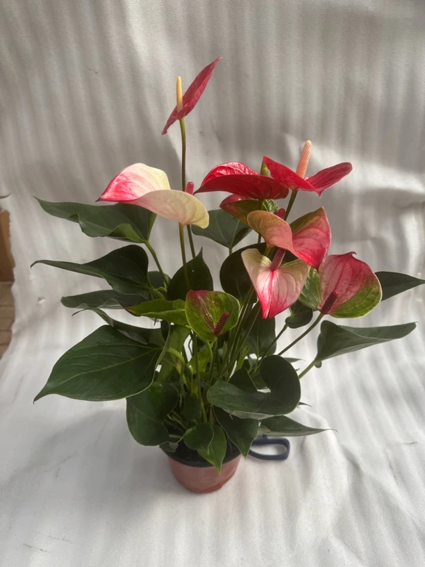 150#粉红佳人一盆双色红掌室内客厅办公室好养四季开花