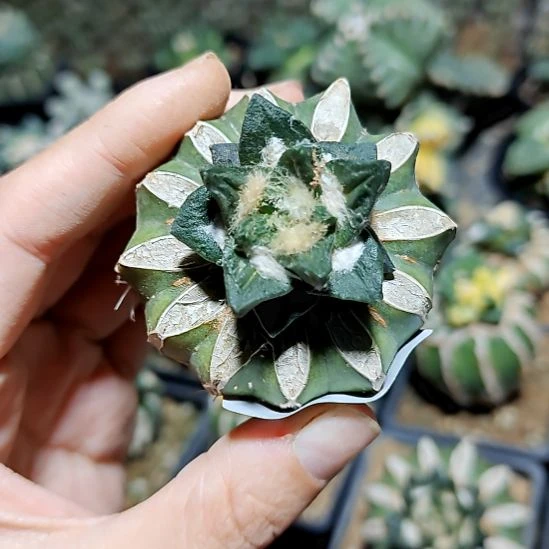 短宽龙角牡丹苗接006