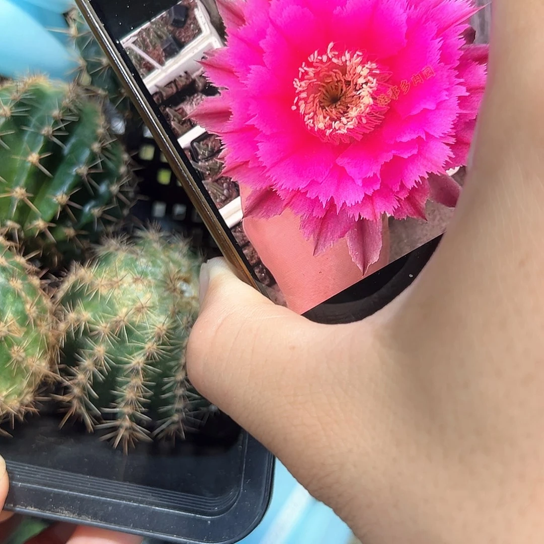 紫苏彩草仙人球侧芽一颗