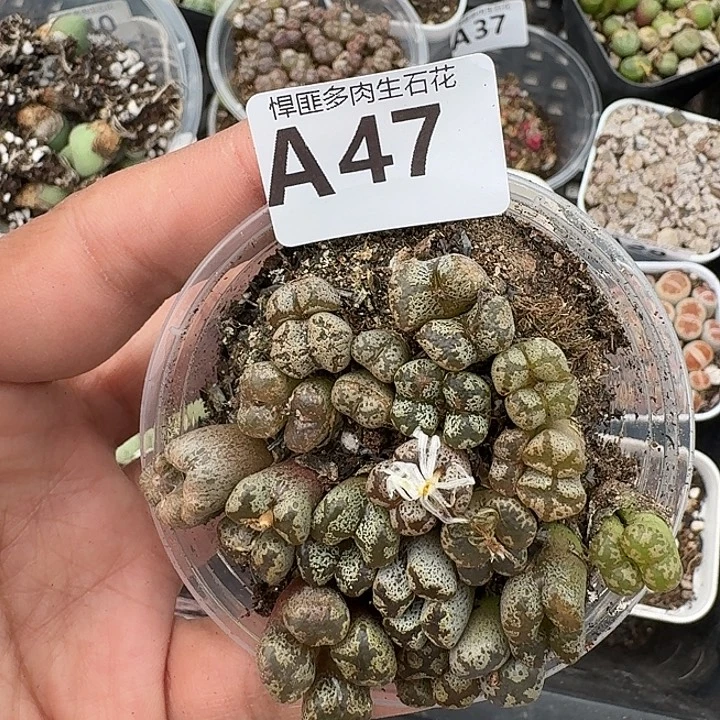 47多肉植物多肉植物