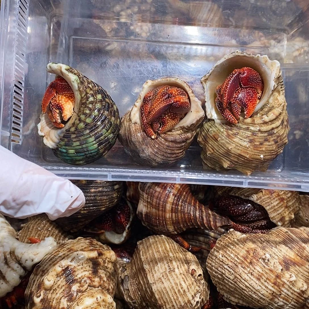 碩****?黑莓呀呀呀哈哈哈哈我