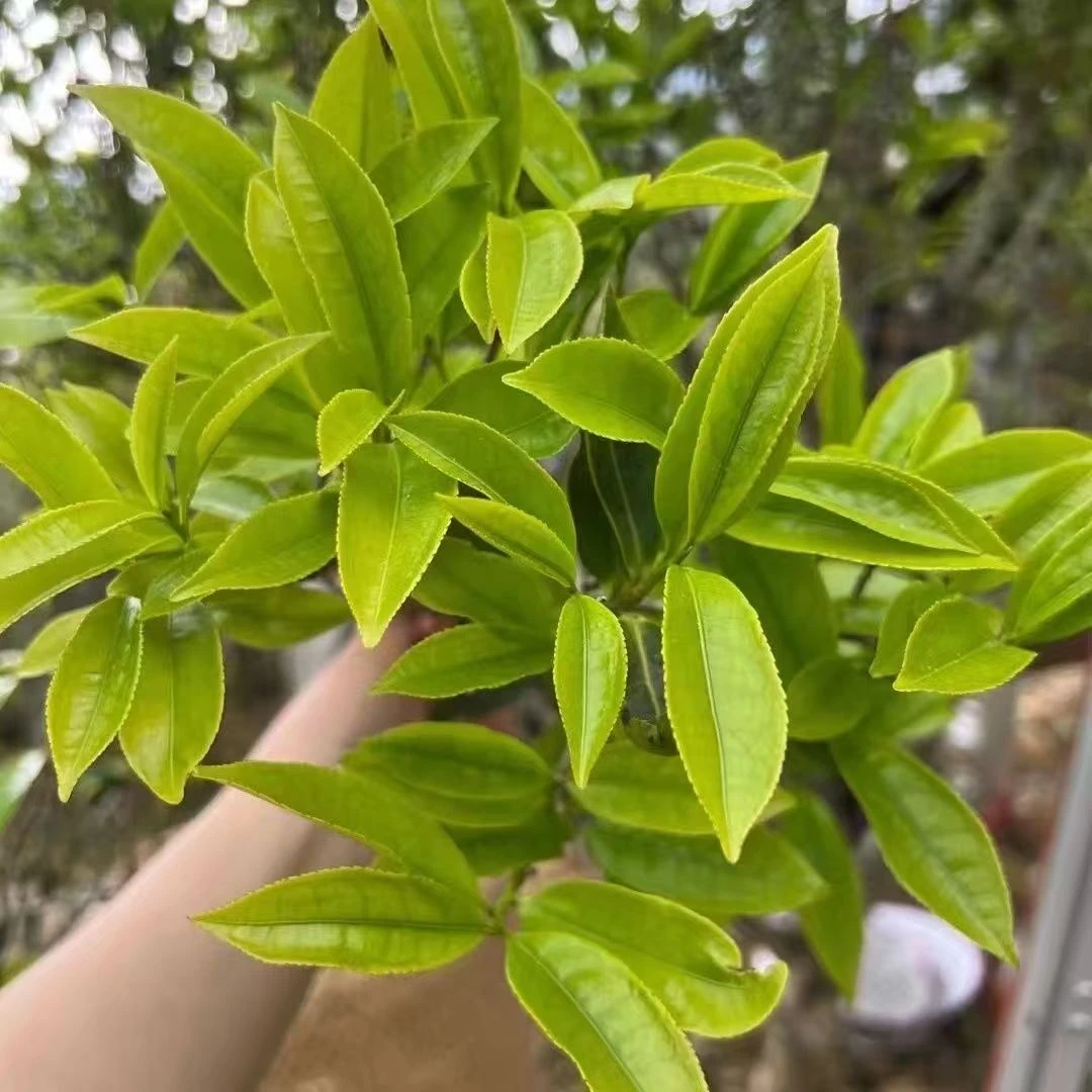 2025春茶【凹富后甜水】炭火焙香甜水木质香型回甘持久甜水滑嘴柔水