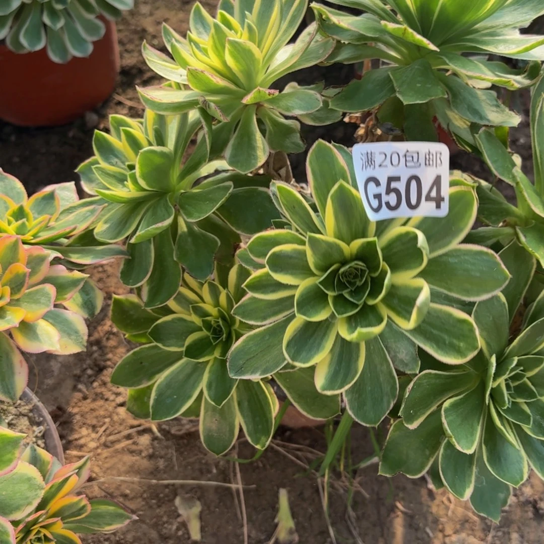 504多肉植物捧花的时候