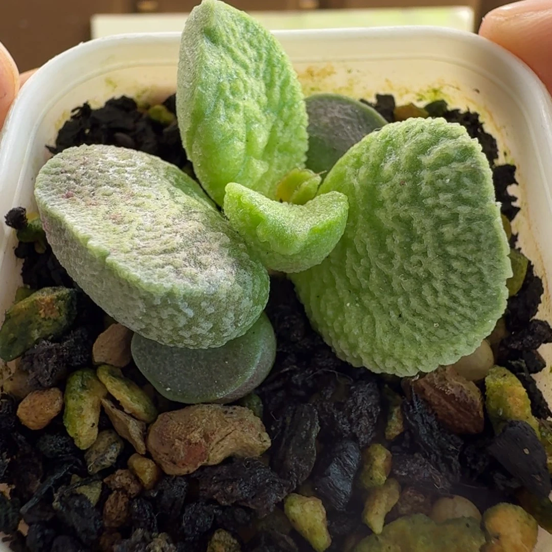 实生新品水泡多肉