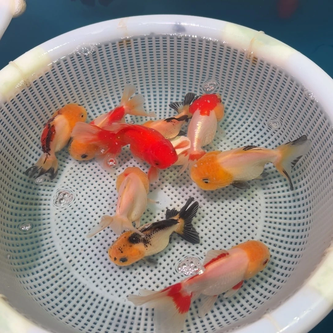 金鱼冷水观赏鱼混搭