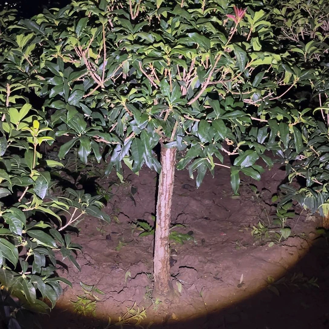 当前无花栽培后可以开花白****泽