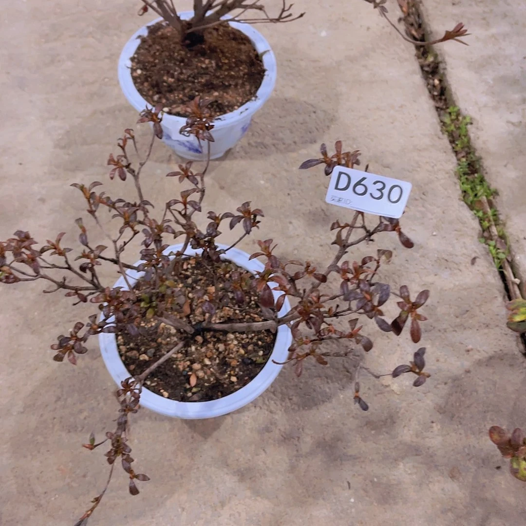 红陶直播时间一直一直