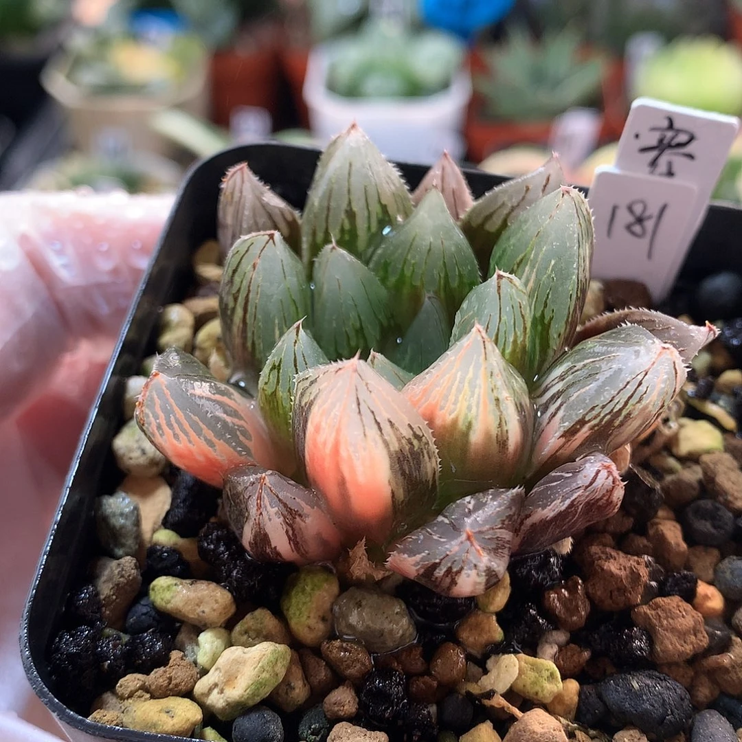 181号实生寿锦带盆土