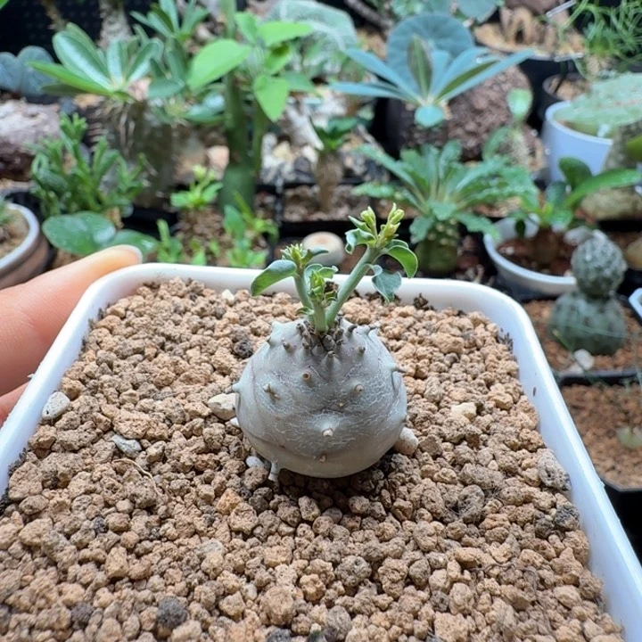 羊玉大戟 496 仙人球