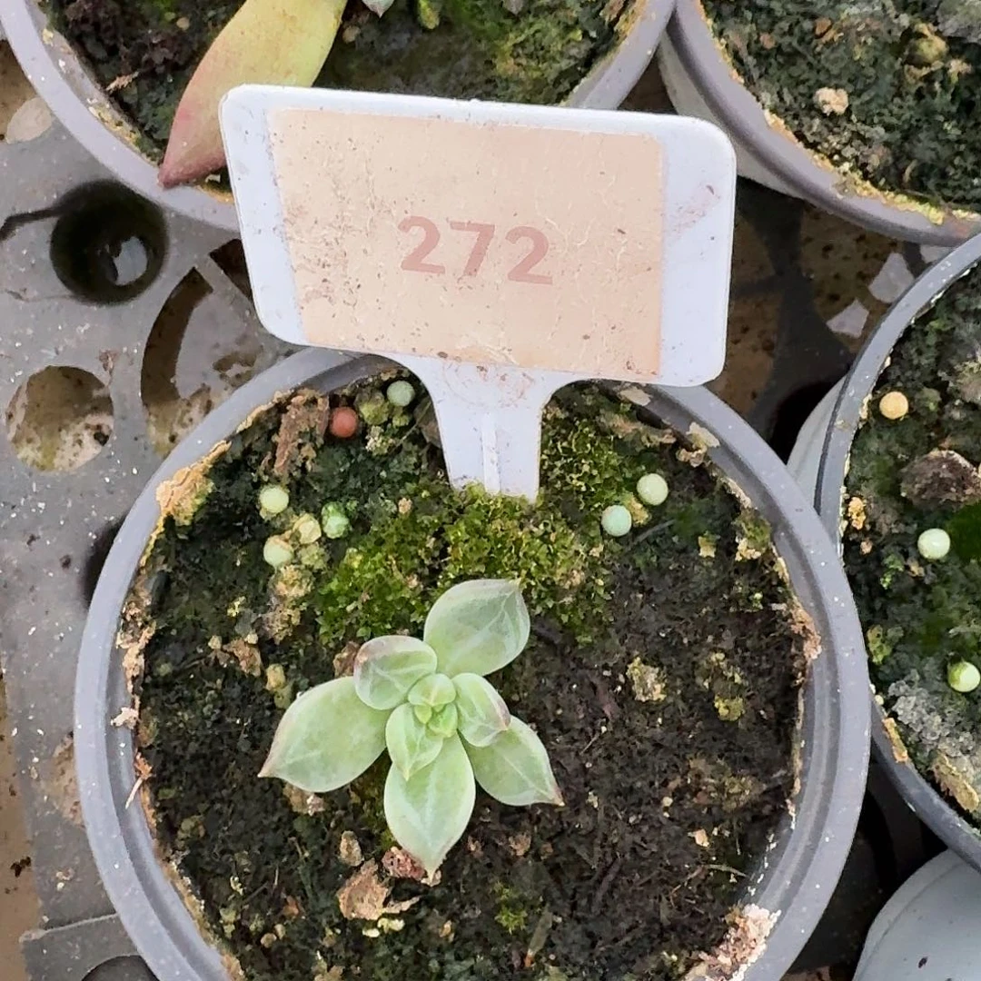 紫荆美人123456789101112