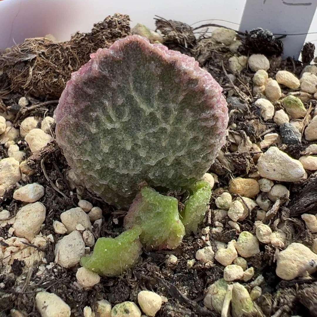 大鱼海棠多肉植物水泡