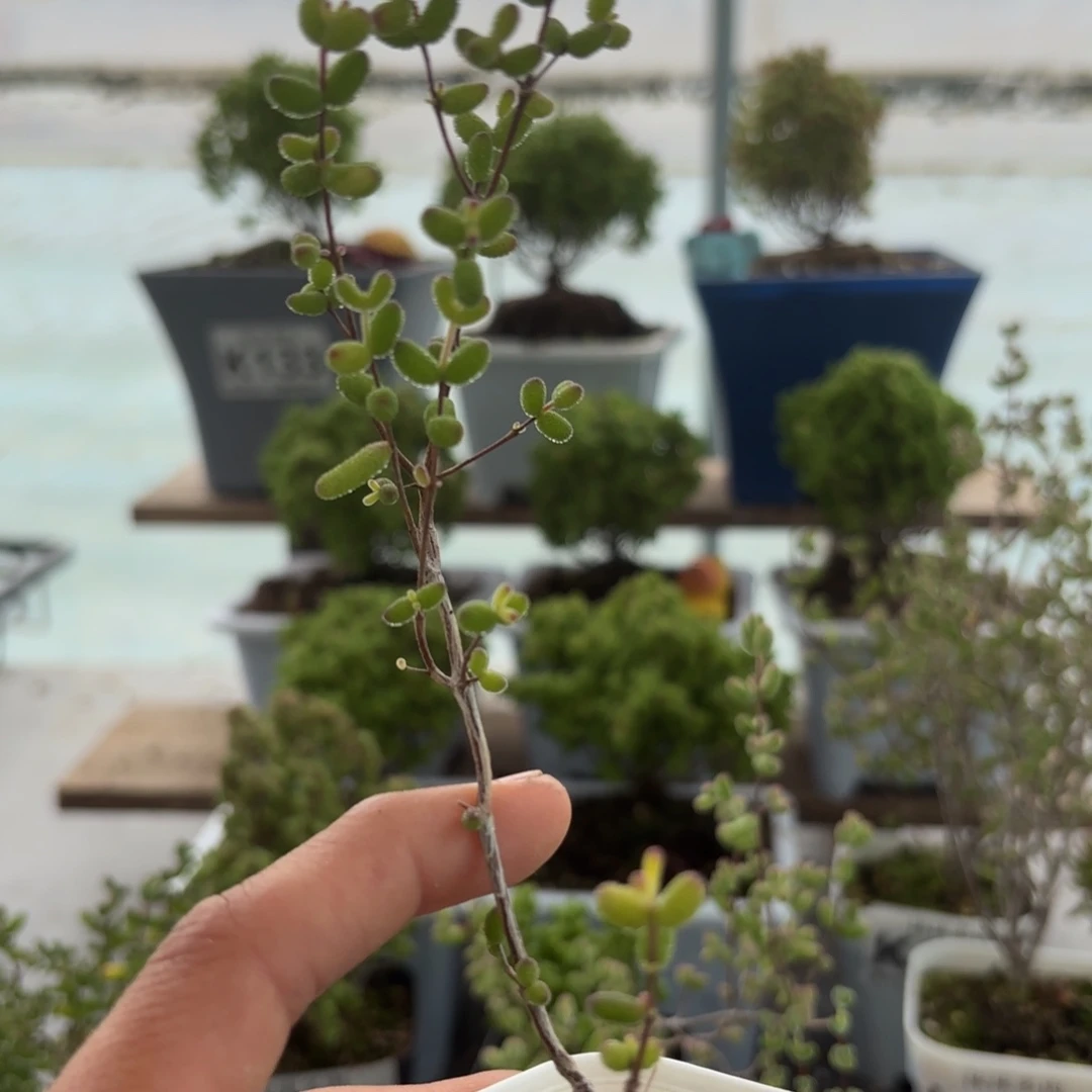 香***条226糖球粉锦枝干福利