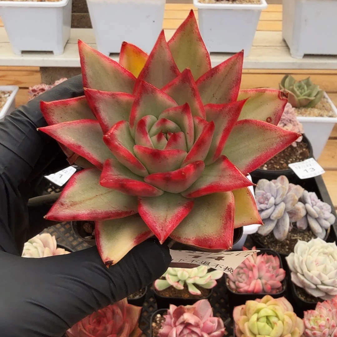 1222-14东云锦单头