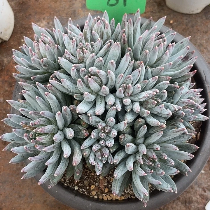 两单包邮，一物一拍81炫彩星特