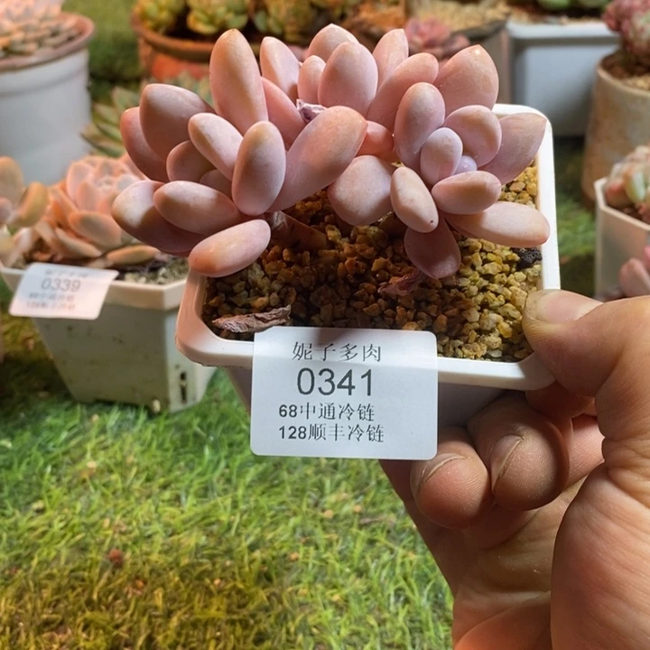 0341啊啊啊啊啊啊啊啊啊啊