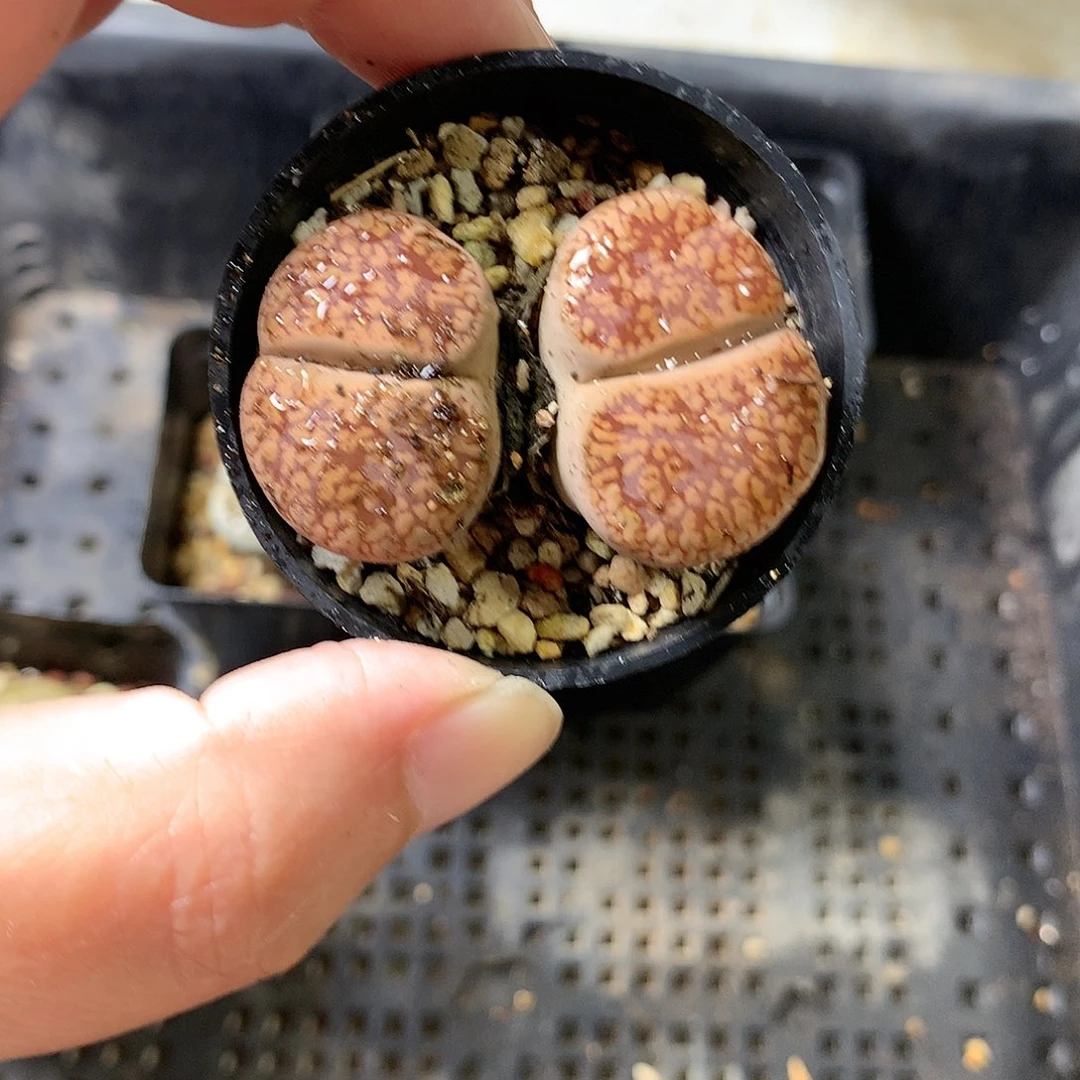 K157多肉植物保护