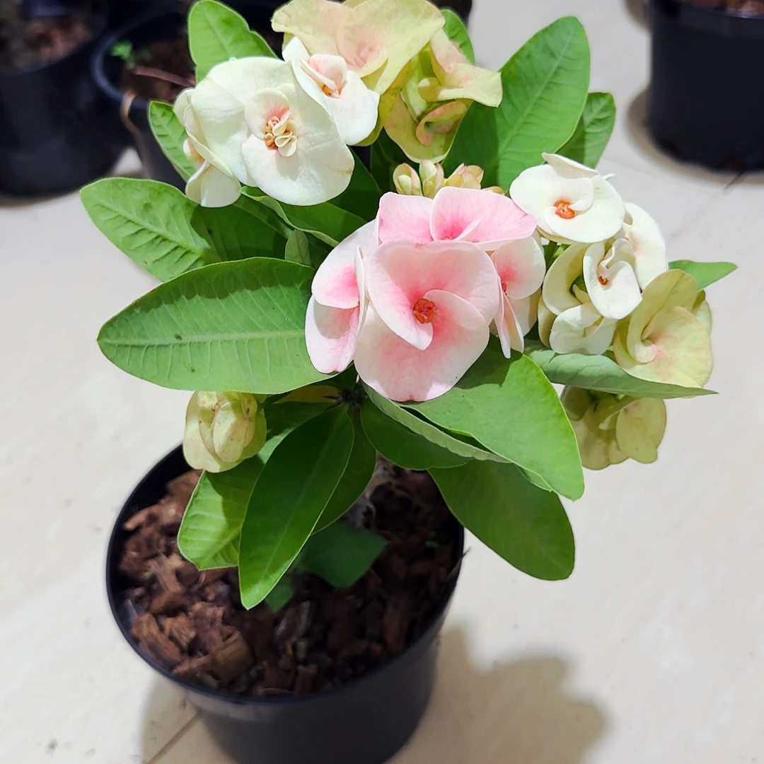 H***_完全开放甜蜜仙女直播间一物一拍