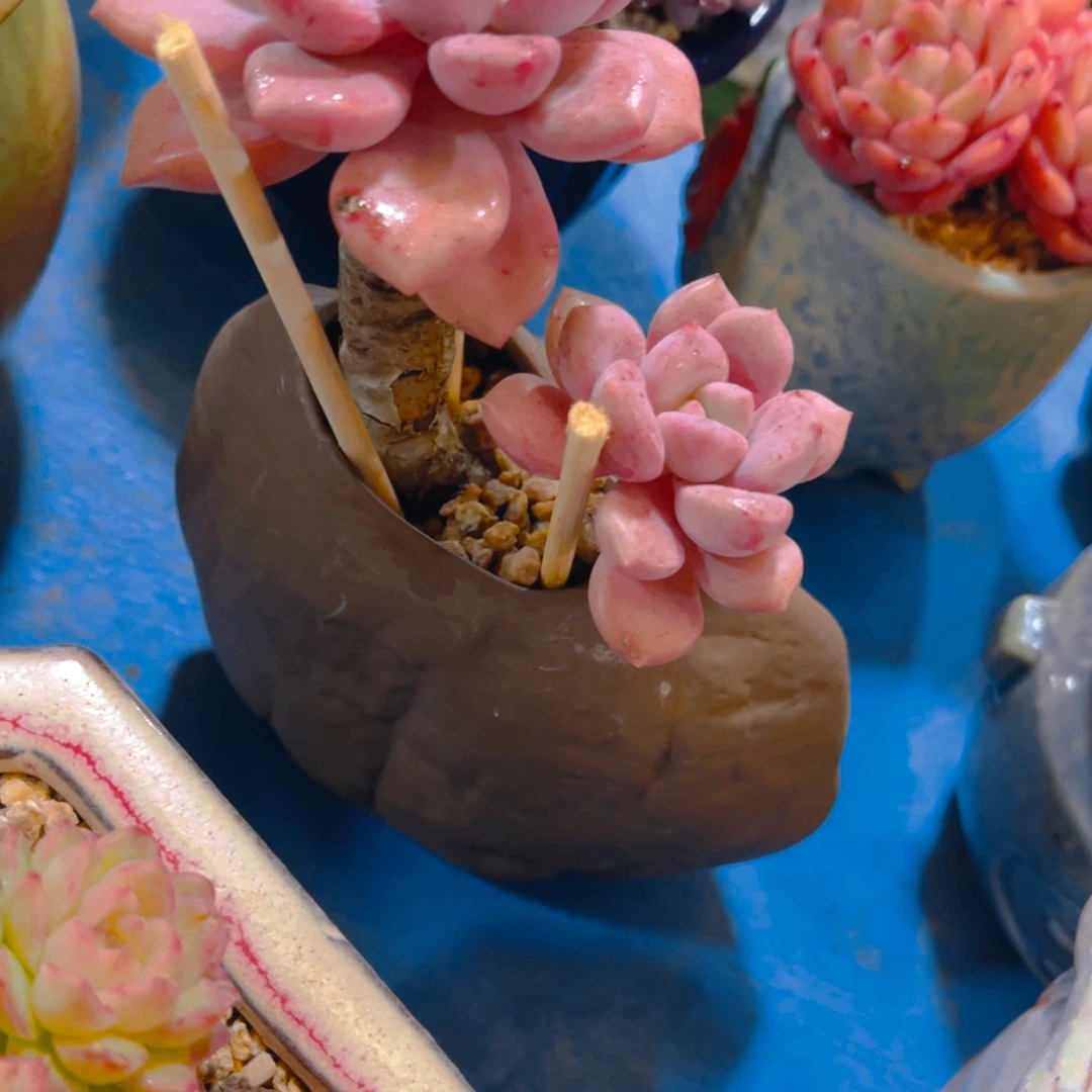 香***合多肉植物保护研究所所长一
