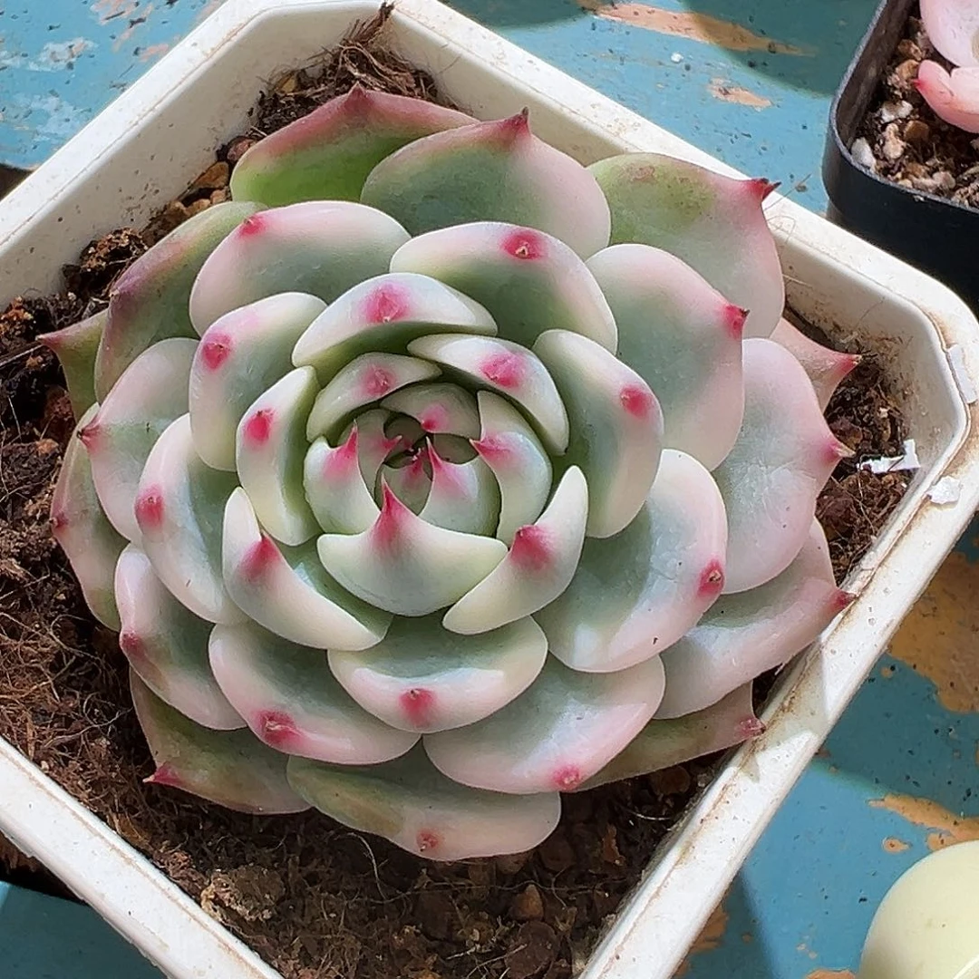 ?***星吉娃娃锦，覆轮锦加全锦头