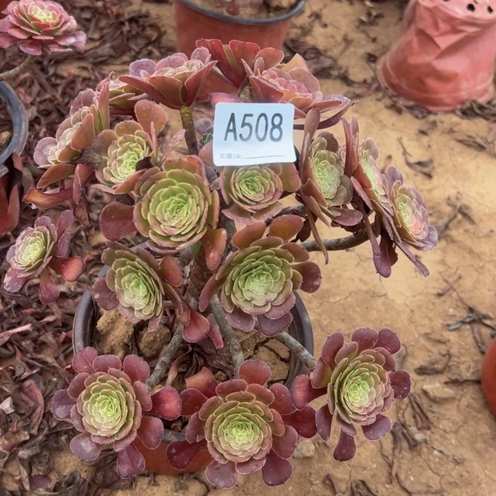 黑萝莉多肉植物508.