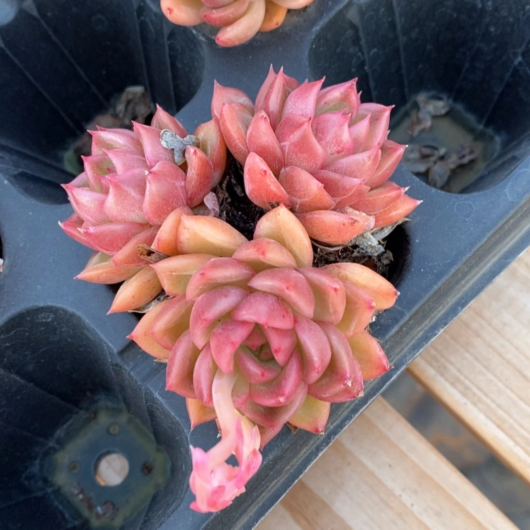 精品多肉一物一拍不包整314