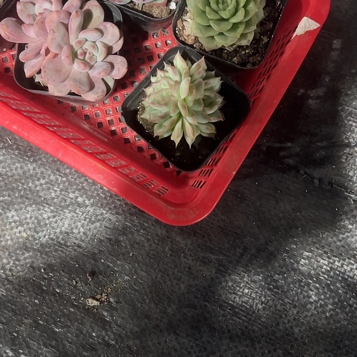 桃熏女王精品多肉植物