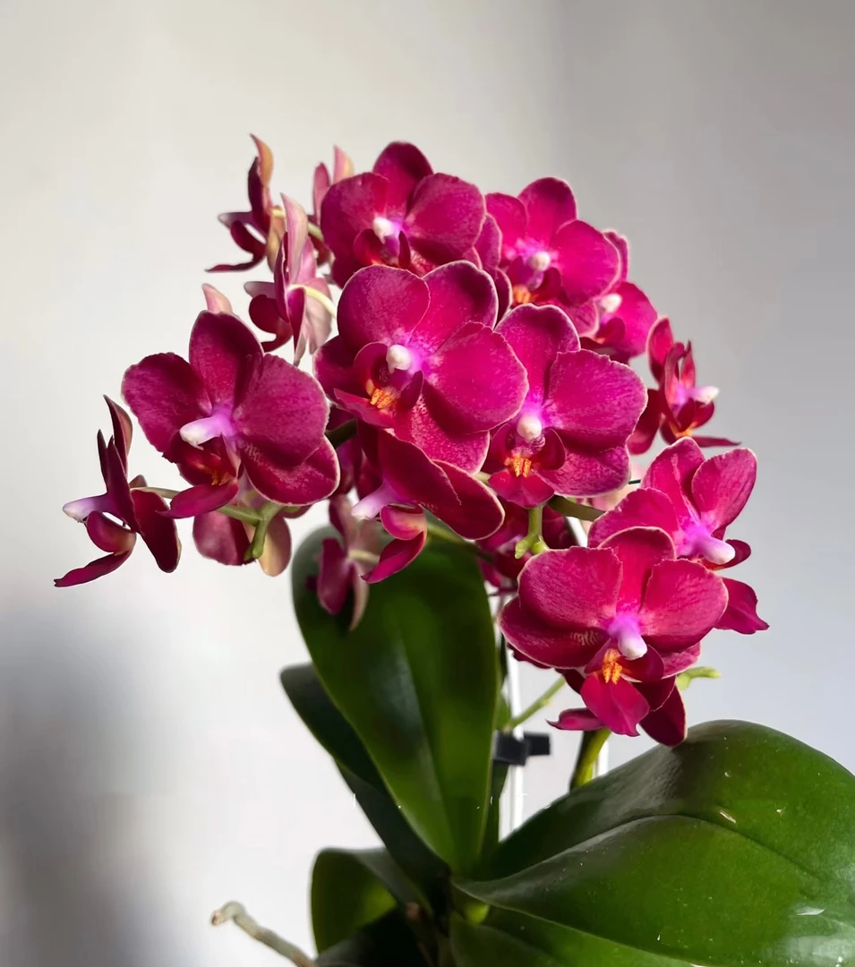 2个花剑起 爆花机器【甜心公主】花量超多 一颗成景蝴蝶兰