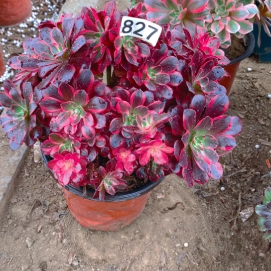 无花朵827多肉植物美杜莎有砍