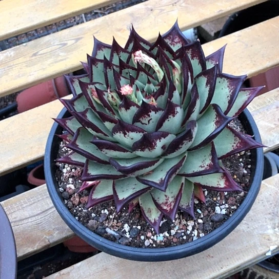 老*乌木多肉植物组合