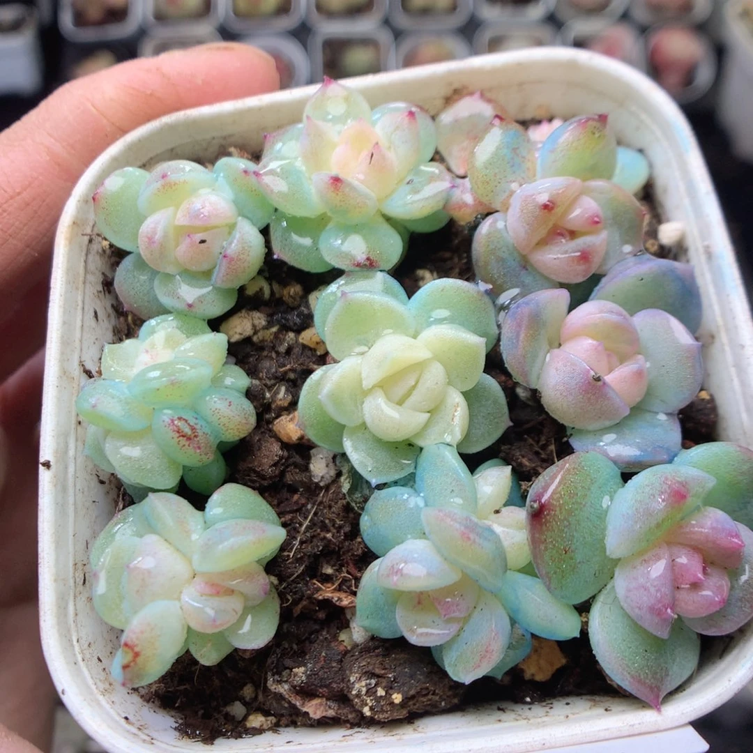无花朵R129。yyyyyyy