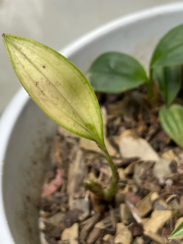 兔儿兰带艺带型带花