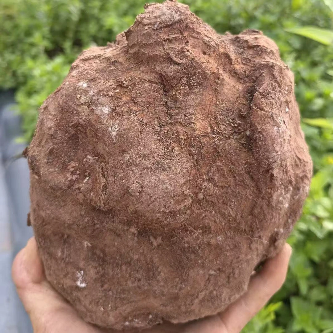 新鲜采挖鲜生茯苓整个茯苓菌香味浓郁煲汤煮粥做茯苓宝珍膏好食材