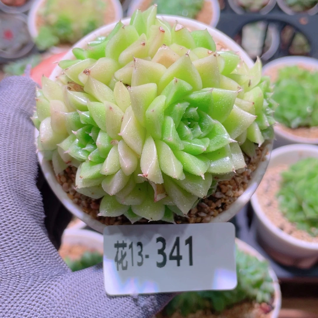 花利美13-341麦秆群