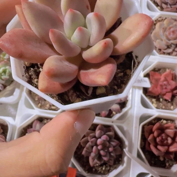 桃花源八角盆一颗