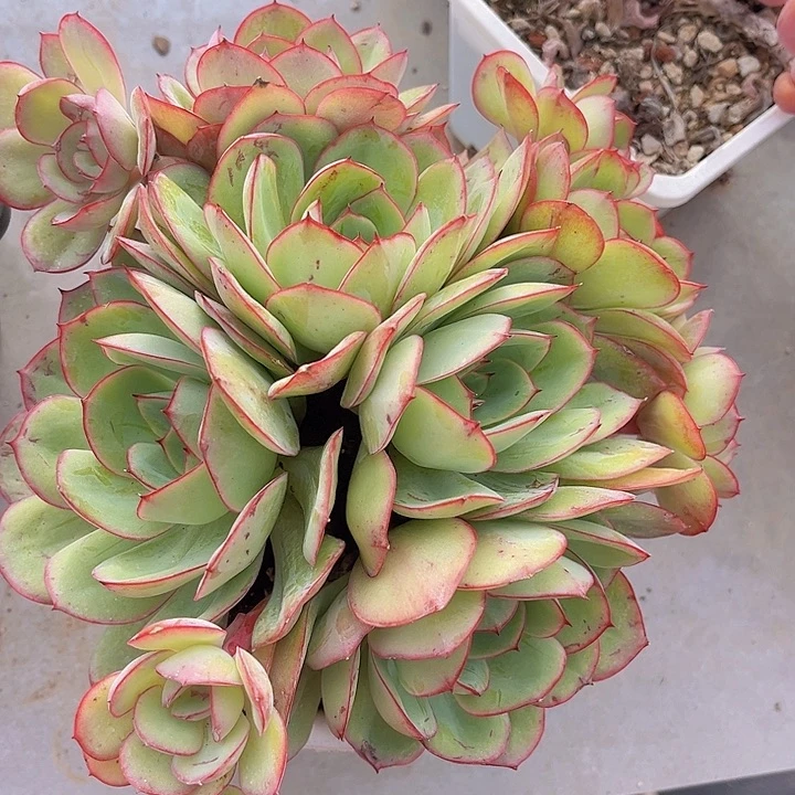 牡丹亭08163多肉植物