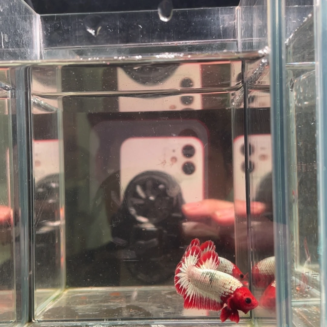 斗鱼印尼精品斗鱼69